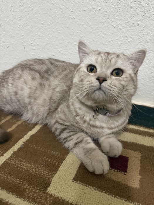 Вязка скотиш страйт