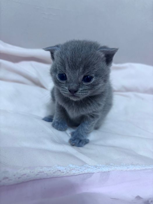 Кошка шатландские вислоухие