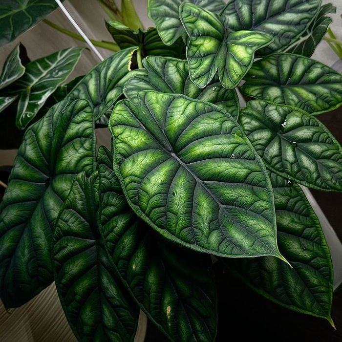 Продам деток алоказий