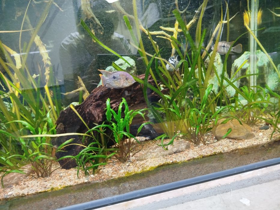 Акары бирюзовые 7-8 см