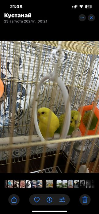 Продам 2 попугая