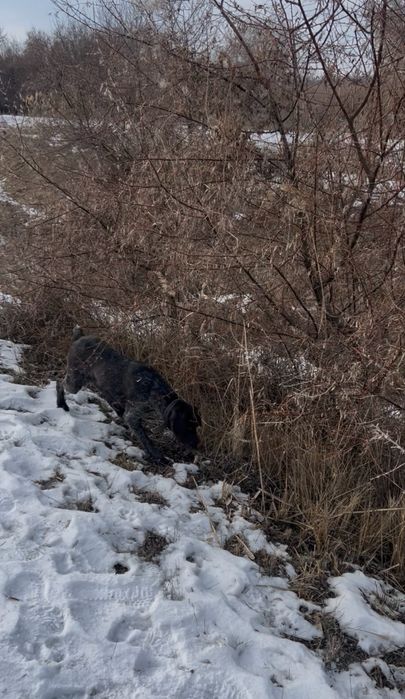 Рабочая сучка дратхаара