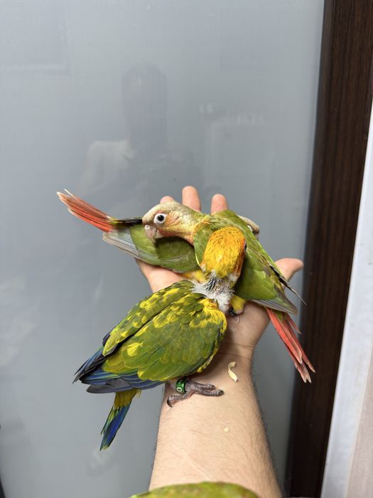 Papagali vorbitori pui pyrrhura pirura