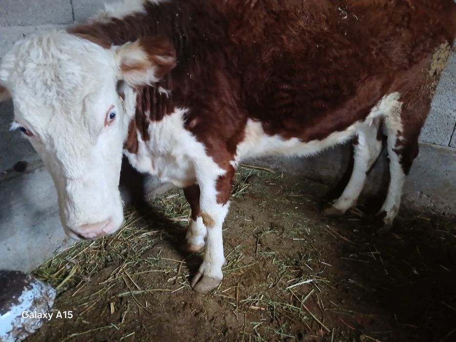 2 туған, 5 жасар, ұрғашы сиыр