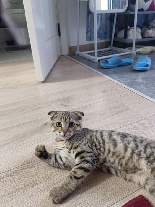 Продаётся кот маленький