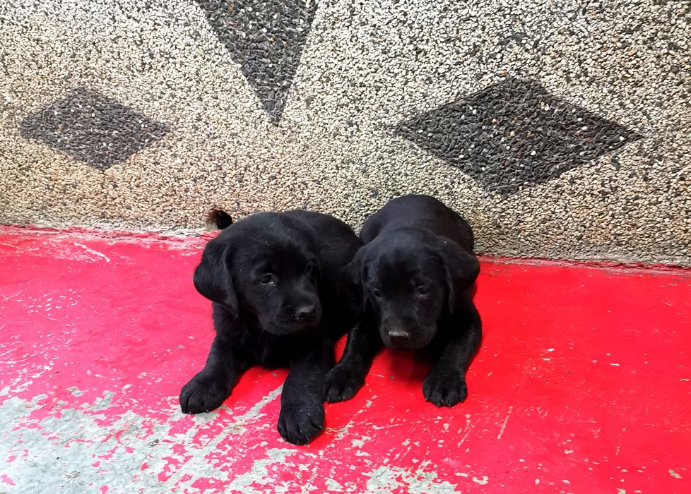 Лабрадор ретривър