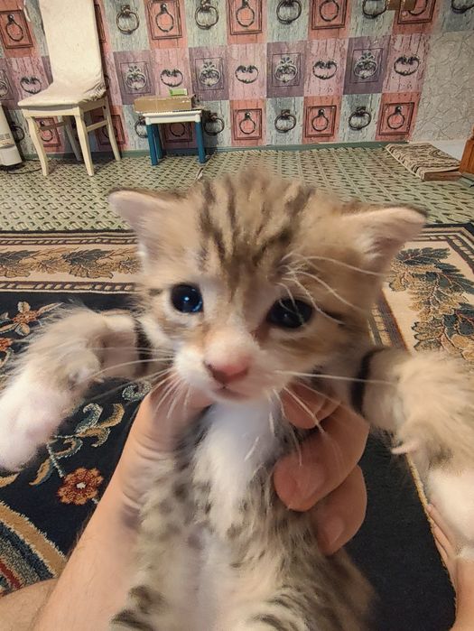 Отдам котят бесплатно