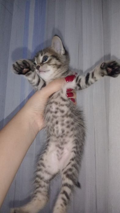 Отдам котят хорошие руки