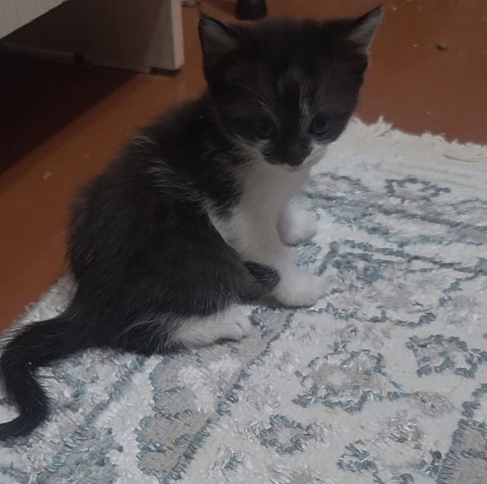 Срочно котята  в хорошие руки