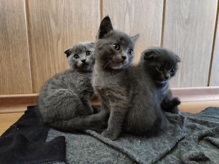 Шотландские котята