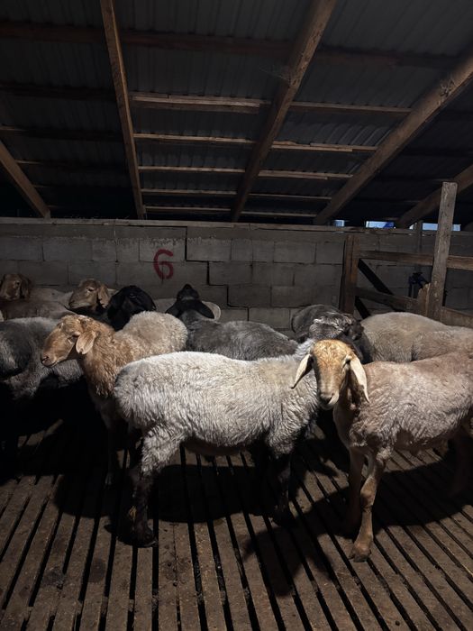 Барашки-баранина / Кой еты