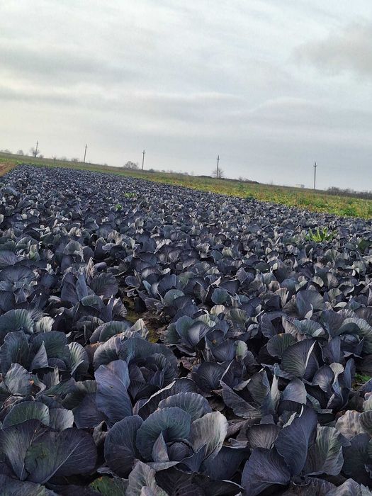 Varza rosie  de pastrare