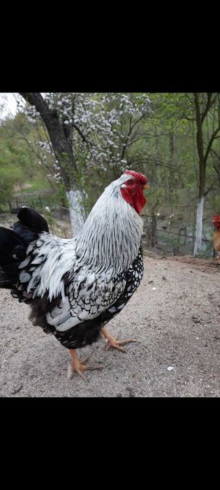 Vând Cocos Wyandotte