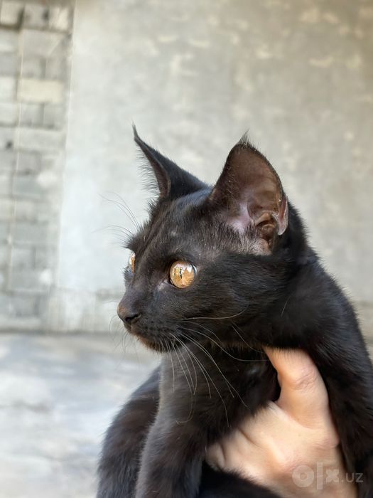 Отдается котенок в хорошие руки