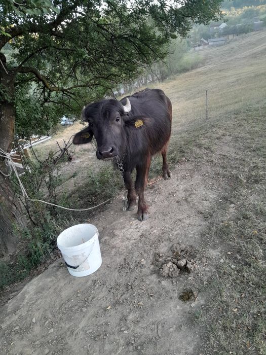 De vânzare o vitea de bivol!