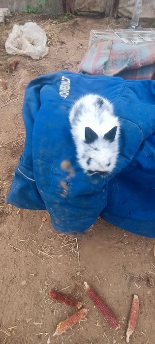 Iepurași Mini pitici Toy cap de leu