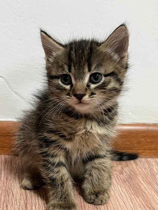 Отдаю котят в добрые руки