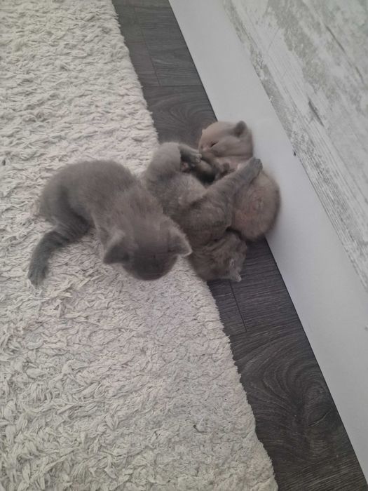 Шотландски клепоухи