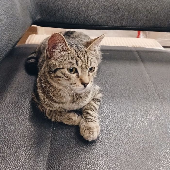 Котенок-подросток ищет семью