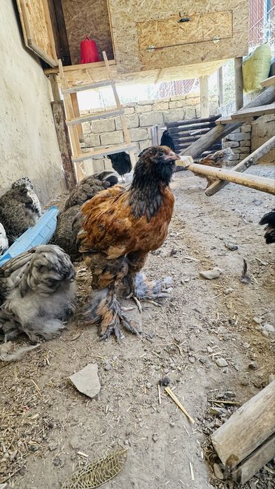 Avstrolop ruminiya, Brama, Golosheyka jo’jalari