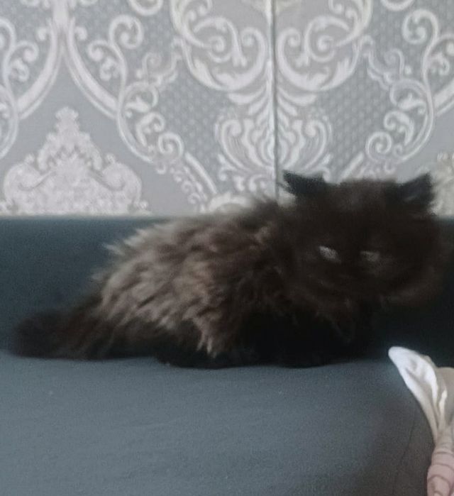 Британские котята