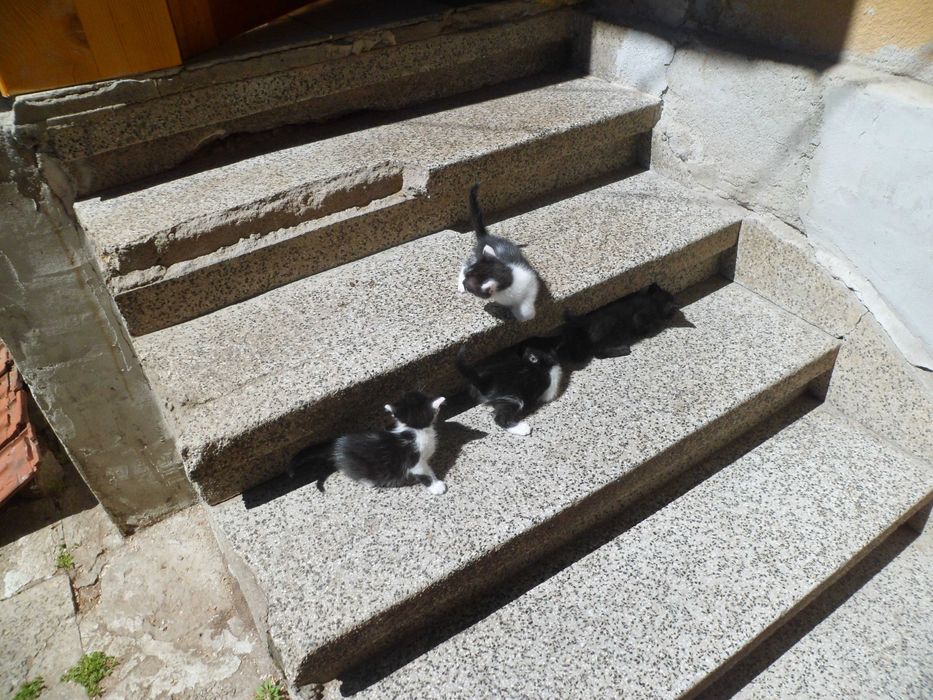 Малки котета