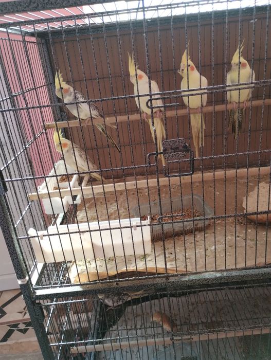 Vind Papagali Nimfa Oltenița.