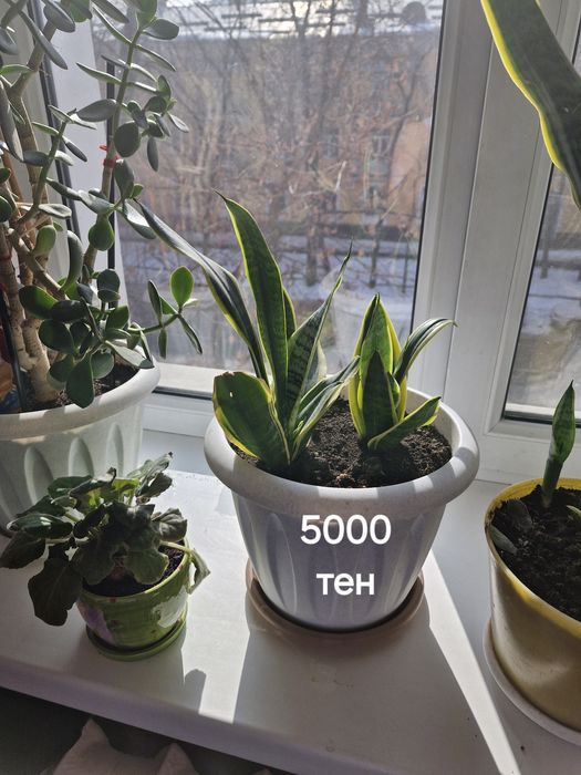 Комнатные цветы.