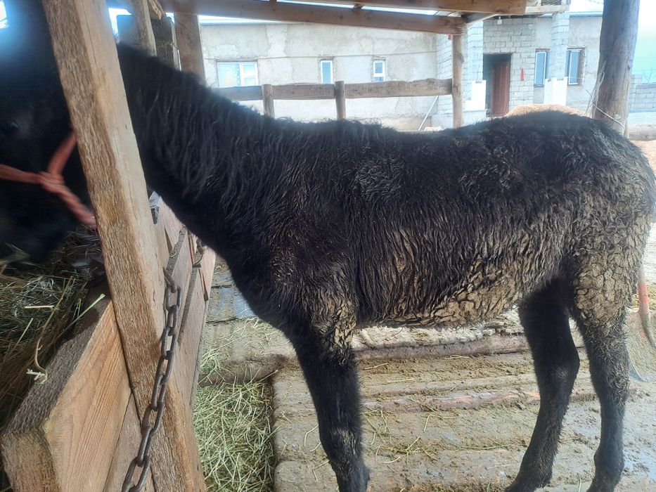 Құнажын  сатылады