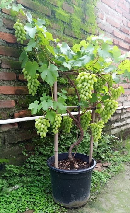Vita de vie de masă la ghiveci anul 3