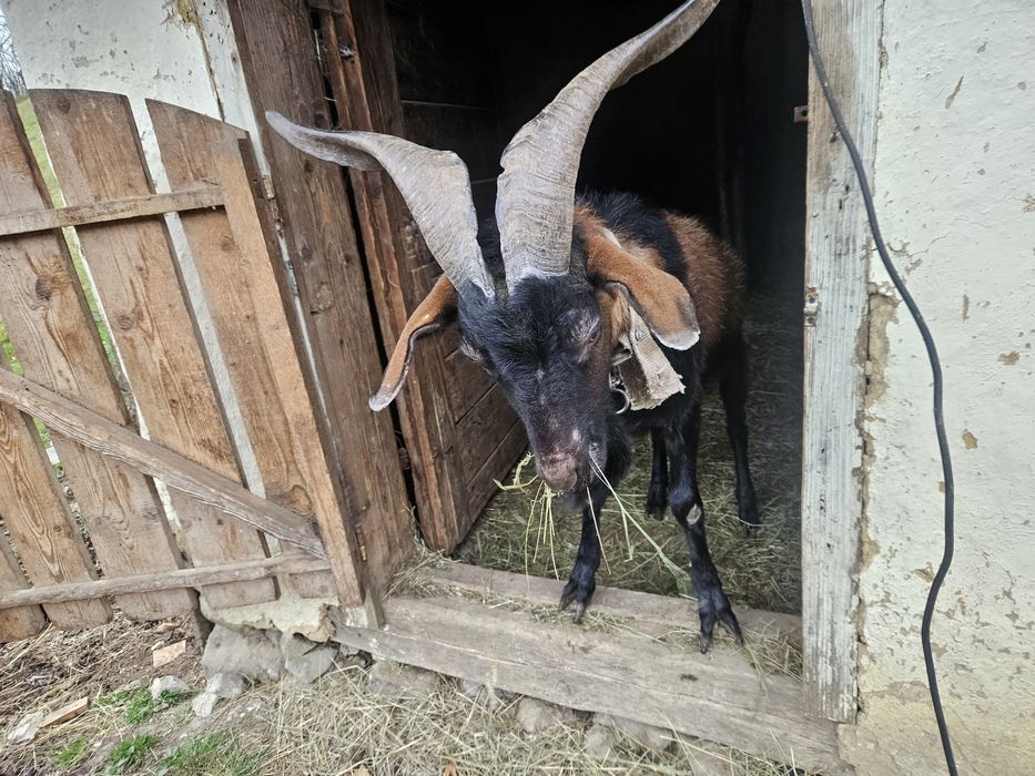 Țap de vanzare  cuminte