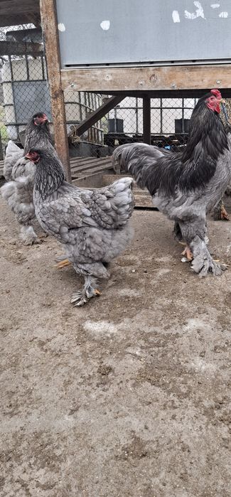 Disponibile ouă și găini din rasa brachma.