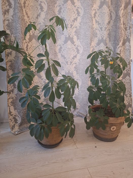 Pereche Schefflera (Arborele Umbrelă) în ghivece decorate manual