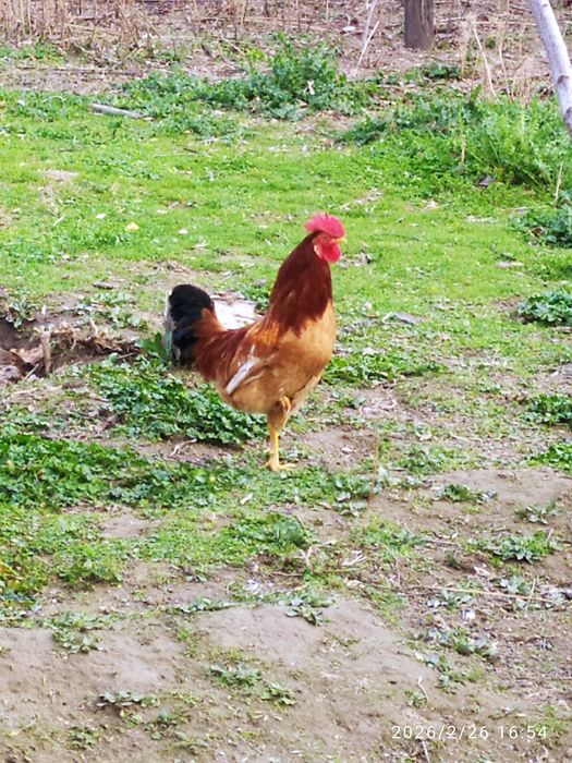 Продаётся Петух...