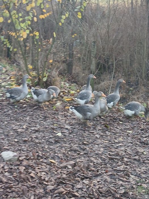 Tineret gasca de vanzare