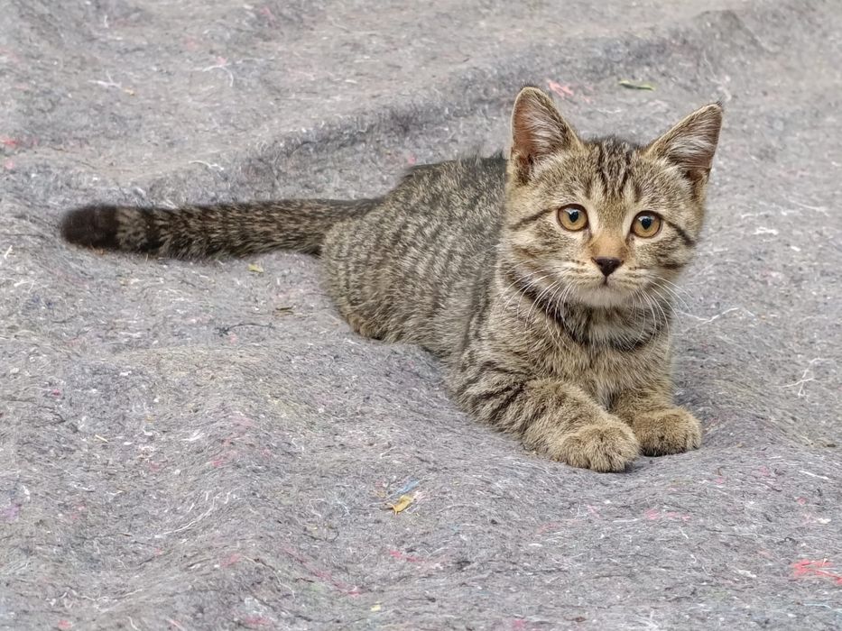 В добрые ручки отдам котенка