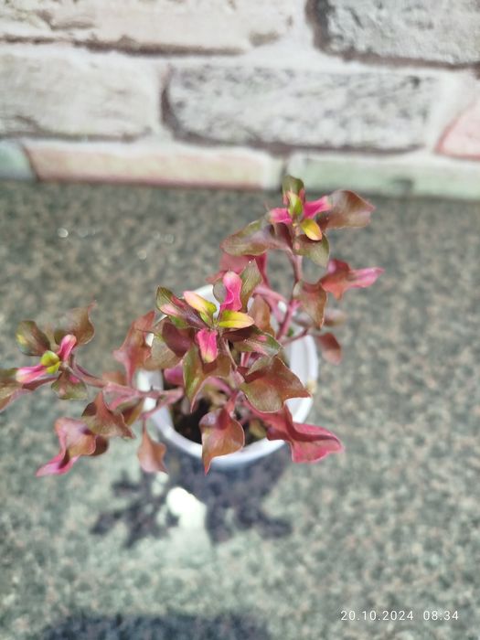 Альтернатера в наличии