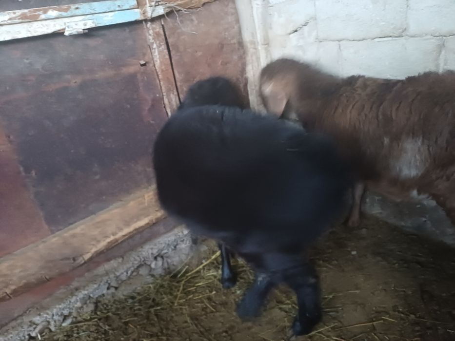 Семіз қой сатылады