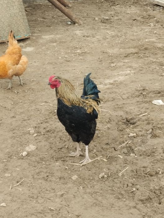 Жас кораз мыкты!