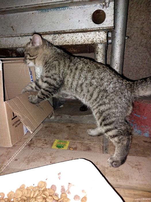 Красивые  котята