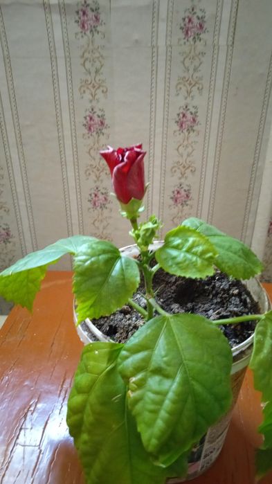 Комнатные растения