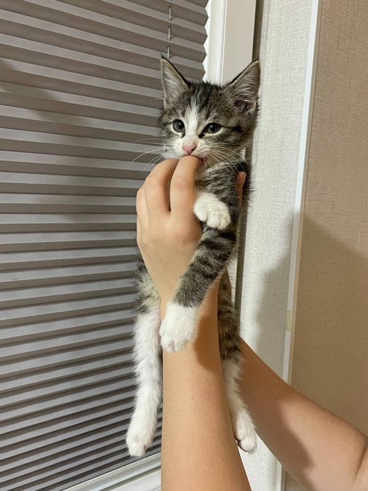 Отдам даром котенка