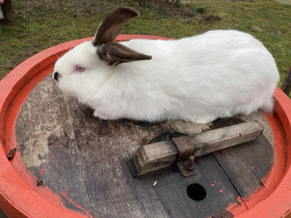 Mascul Urias Maghiar