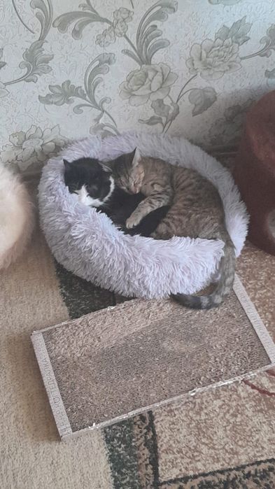 Отдам в добрые руки кошечку.