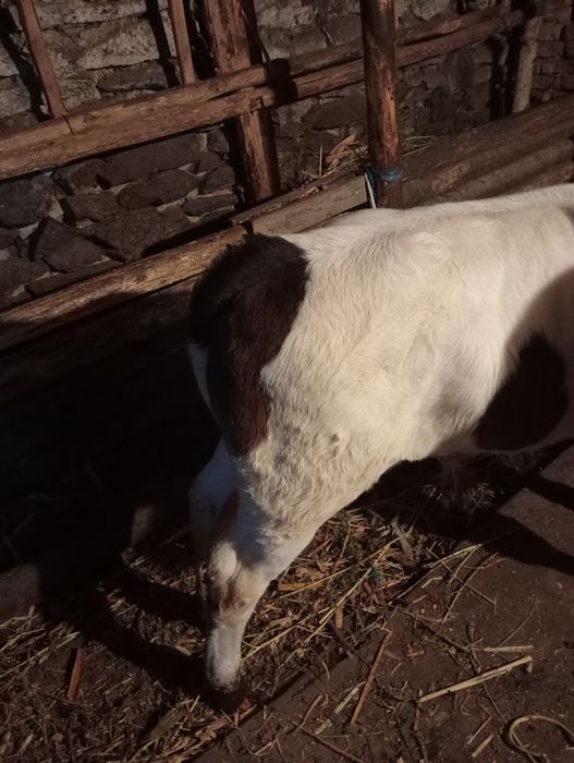 Vițel rasa bălțat romanesc