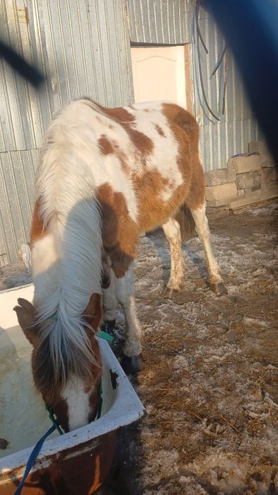 Буаз бие сатам 2 бас