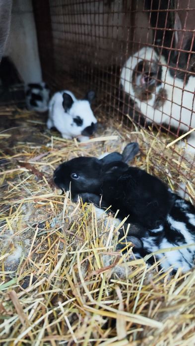 Iepurași de toate varstele.