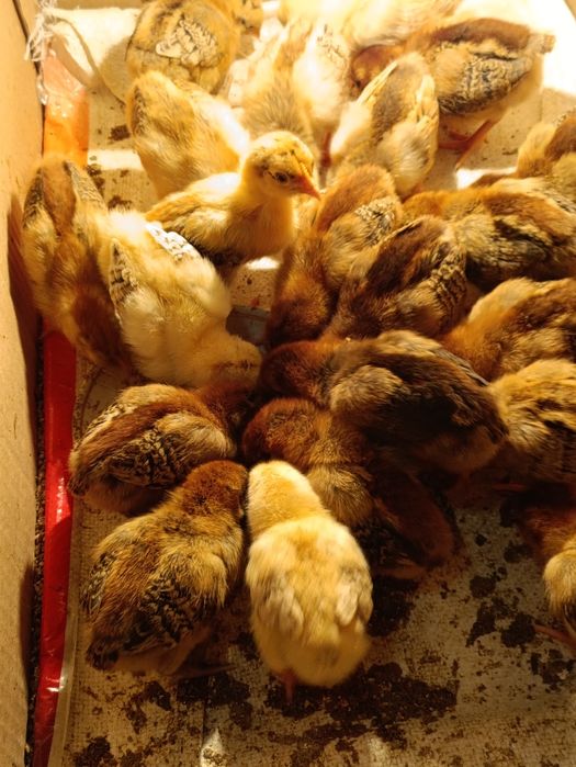 1 апталық Балапандар