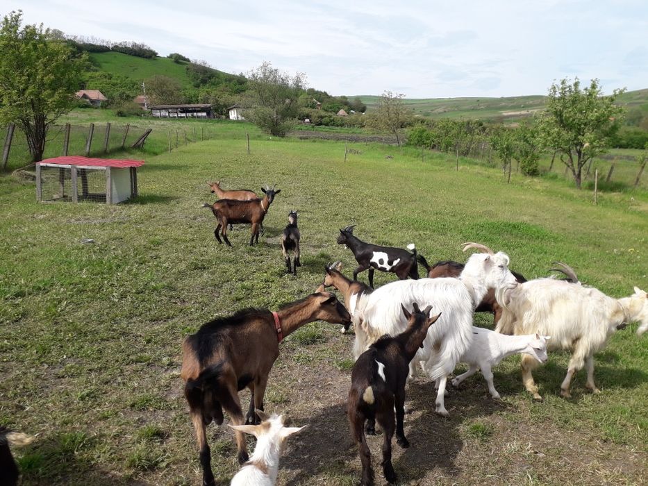 De vânzare  capre, țapi si iezi