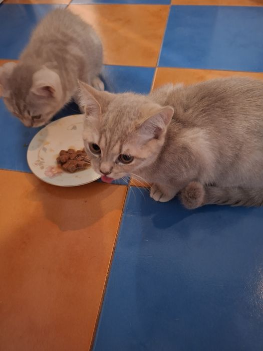 Котята шотландцы